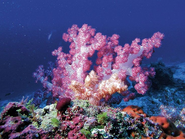 Moofushi Maldives Tempo da Delicadeza