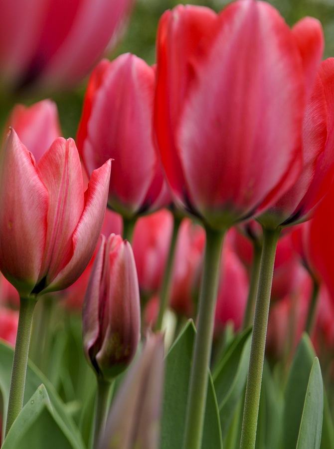  Keukenhof | Tempo da Delicadeza