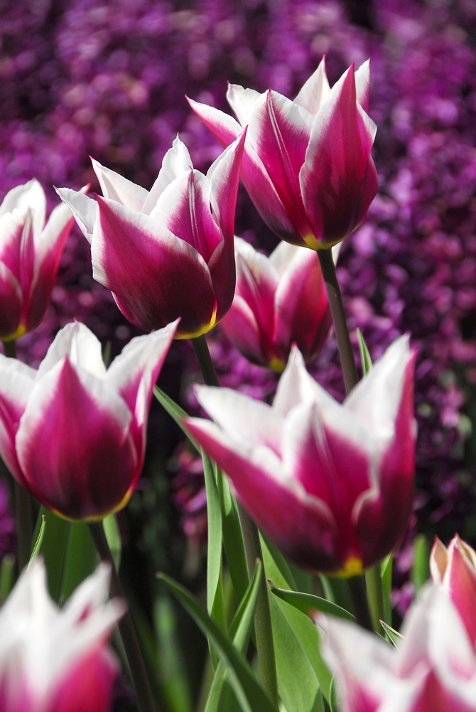  Keukenhof | Tempo da Delicadeza