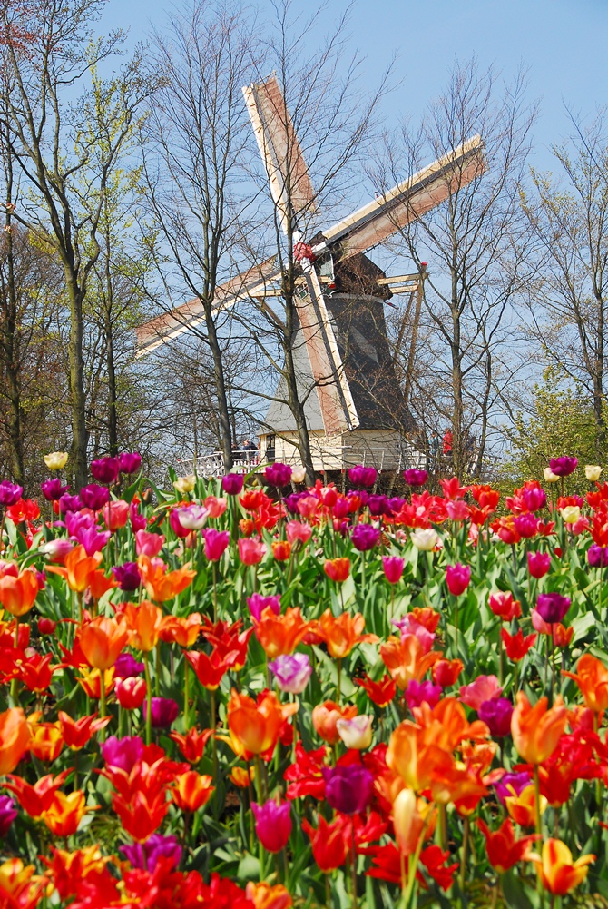  Keukenhof, the most beautiful spring garden in the world