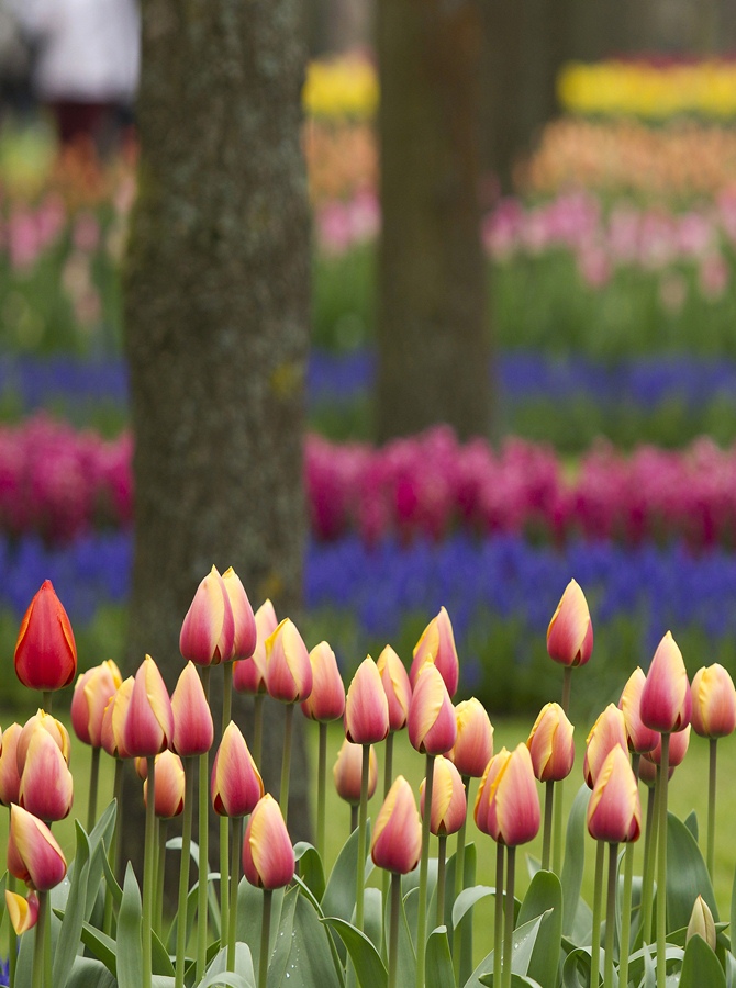  Keukenhof, the most beautiful spring garden in the world