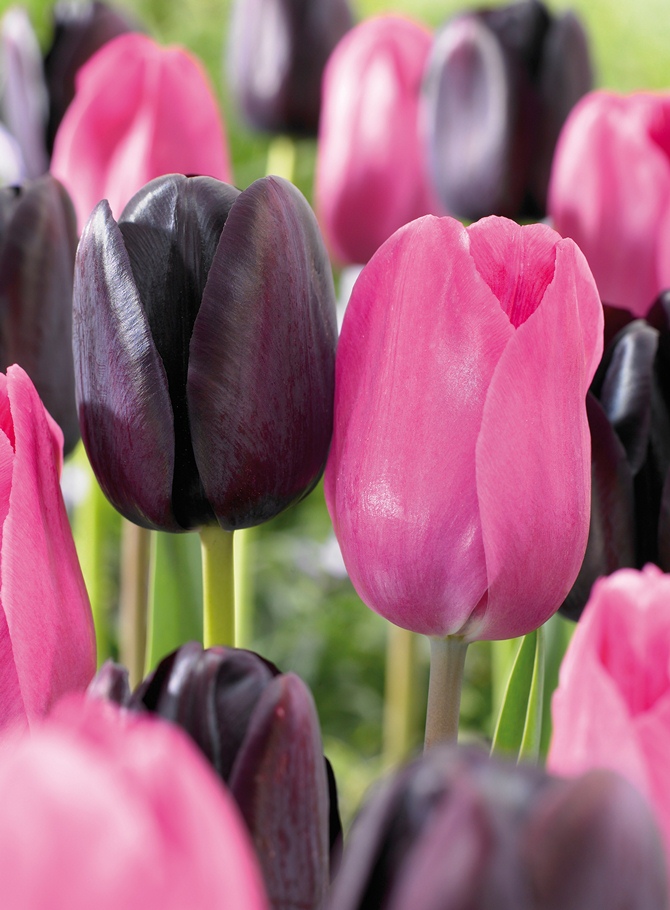  Keukenhof | Tempo da Delicadeza