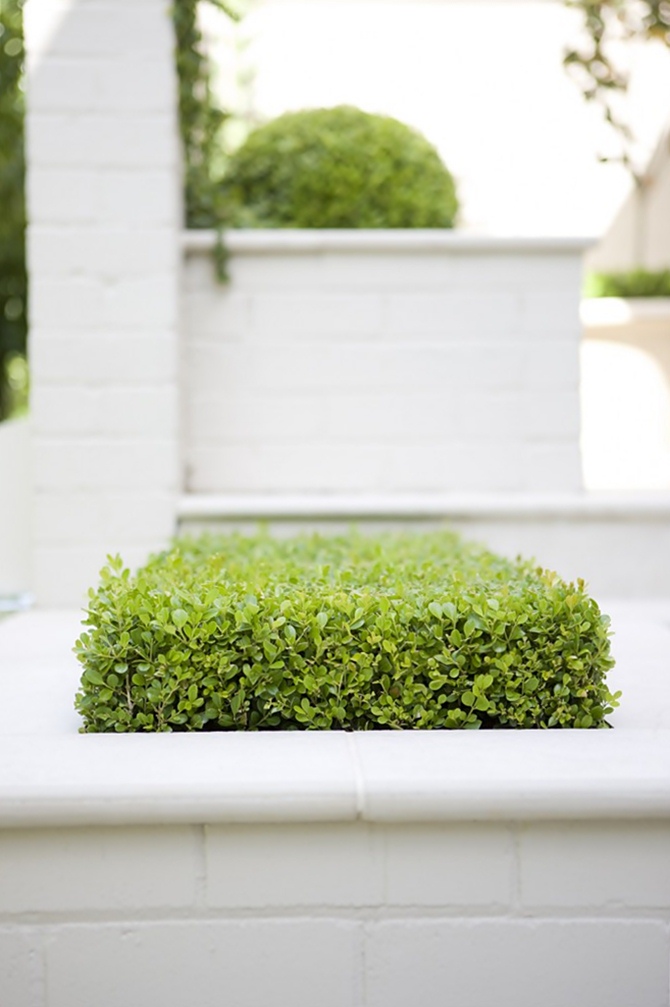 Peter Fudge Gardens | Tempo da Delicadeza