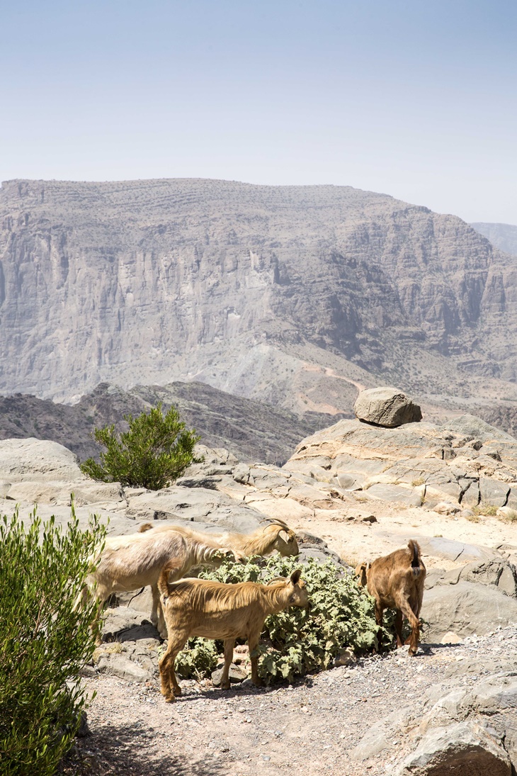 Anantara Jabal Akhdar Resort